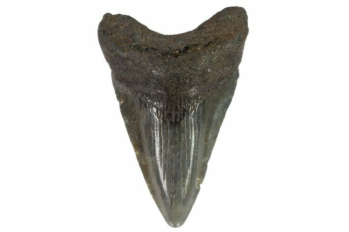 Juvenile Megalodon Tooth - Georgia #91131